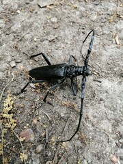 Cerambyx scopolii (longhorn beetle) in the forest
