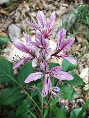 Close up of burning bush (dictamnus albus) flowers in bloom in the forest