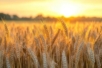 Naklejka premium Ripe wheat fields natural landscape at sunset. farm harvest season , ai