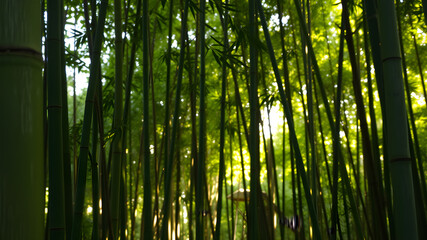 Bamboo forest background with dappled light