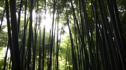 Fototapeta premium Bamboo forest background with dappled light