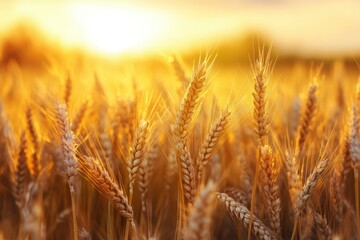 Obraz premium Ripe wheat fields natural landscape at sunset. farm harvest season , ai