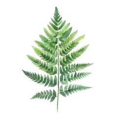 Fern leaf plant.