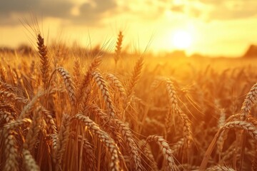 Ripe wheat fields natural landscape at sunset. farm harvest season , ai