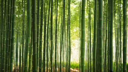 Bamboo forest background with dappled light