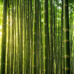 Obraz premium Bamboo forest background with dappled light