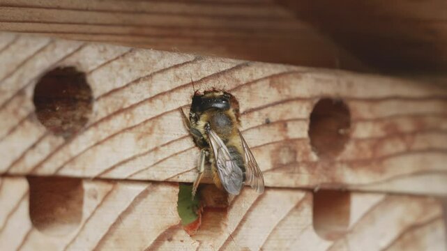 Leaf cutter bee sealing hole with a leaf in slow motion stock footage