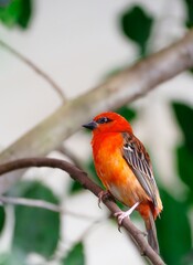 A small, bright red bird perches on a thin brown branch, facing left with its head slightly turned toward the camera. Its vibrant red plumage contrasts with the blurred green foliage background.