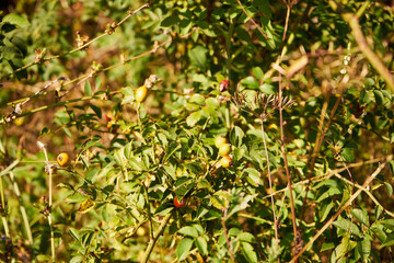 dika róża, Rosa canina L. © Marcin Łazarczyk