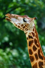 A tall, slender giraffe stands in a lush green forest. The giraffes head is turned to the side, and its eyes are looking at the camera. The giraffes coat is a light brown color with dark brown spots.