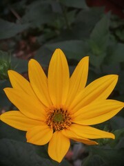Heliopsis helianthoides (rough oxeye and false sunflower) blooms with yellow flower in summer in the garden close-up. Asteraceae family.