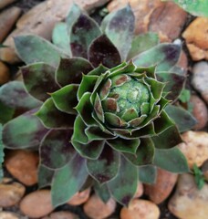 Sempervivum tectorum (Common Houseleek, old-man-and-old-woman) close-uo growing on pebbles