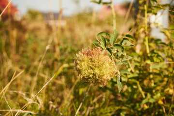 dika róża, Rosa canina L. © Marcin Łazarczyk