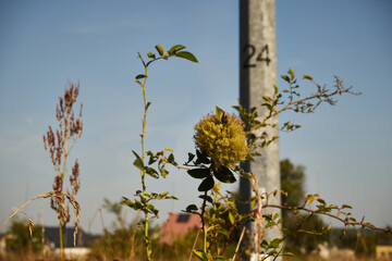 dika róża, Rosa canina L. © Marcin Łazarczyk