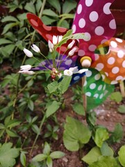 Allium canadense (Meadow garlic or Wild garlic) blossoms with bulblets in the garden with a colorful pinwheel in thte background.