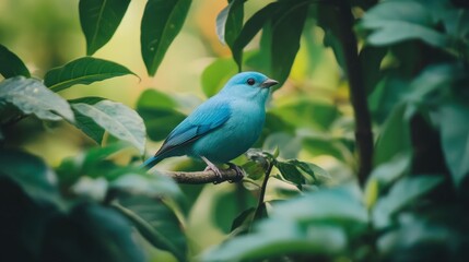 Obraz premium A light blue bird perched on a branch, surrounded by lush greenery.