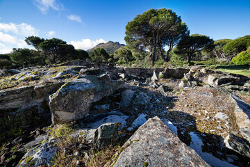Pinares en la cantera de granito