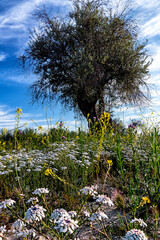 Obraz premium Flores blancas de primavera en el olivar