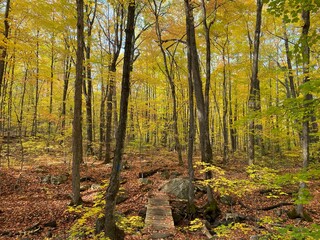 bridge in the forrest 