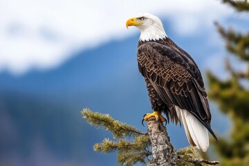 Obraz premium A majestic eagle perched on a tree branch, surveying its surroundings in a stunning natural landscape.