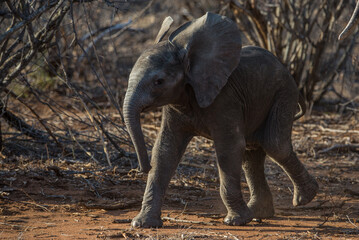 Bold Baby Elephant