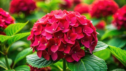 Fototapeta premium Vibrant red hydrangea flower in full bloom, red, hydrangea, flower, vibrant, bloom, garden, nature, plant, summer, blooming