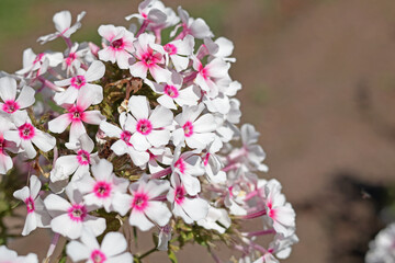 White pink phlox flowers and leaves close-up and background for text. Nature in summer. 