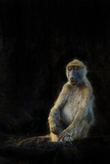 Contemplating Baboon