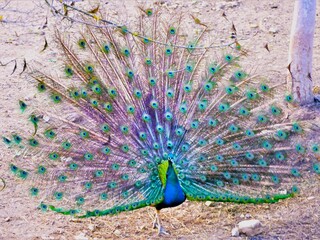 Obraz premium Beautiful colorful peacock spread tail animal background