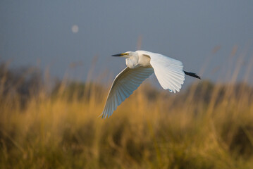 Egret