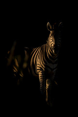 Zebra in the Shadows