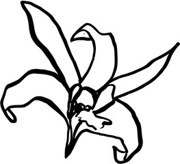 Vanilla blossom flower spicy herbs. Hand drawn minimal design. Perfect for wallpaper, template, banner, wall decor, print, postcard, cover. Vector illustration