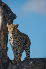 Leopard in a Marula Tree