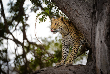 Leopard Vantage Point