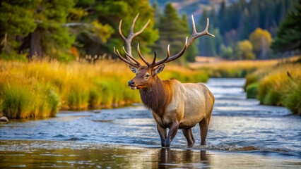 Fototapeta premium Bull Elk in stream. 