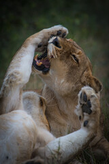 Naklejka premium Lioness Love