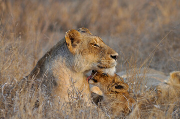 Lion Cub Affection