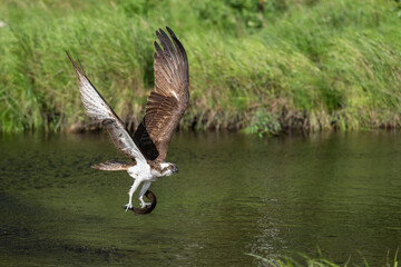 Osprey is flying over a pond and holding a rainbow trout in its powerful talons