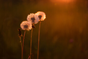 Dmuchawce na letniej łące o wschodzie słońca, © Elżbieta Kaps