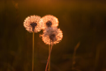 Dmuchawce na letniej łące o wschodzie słońca, © Elżbieta Kaps