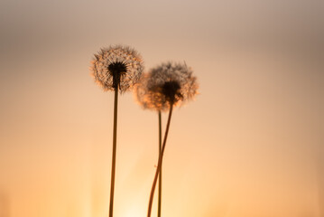 Dmuchawce na letniej łące o wschodzie słońca, © Elżbieta Kaps