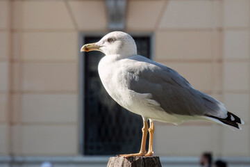 Yellow-legged gull in Venice, Italy