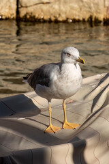 Yellow-legged gull in Venice, Italy