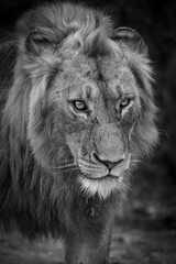 Lion Portrait