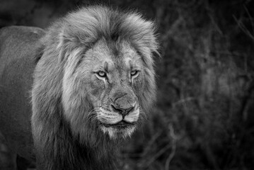 Male Lion