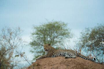 Leopard on a Mound