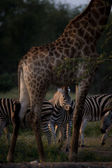 Fototapeta premium Zebra Framed by Nature