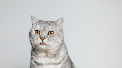 Funny tabby cat with his tongue is looked surprised, copy space, neutral gray background