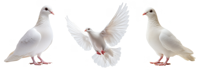 White doves in various poses, symbol of peace and freedom, transparent background