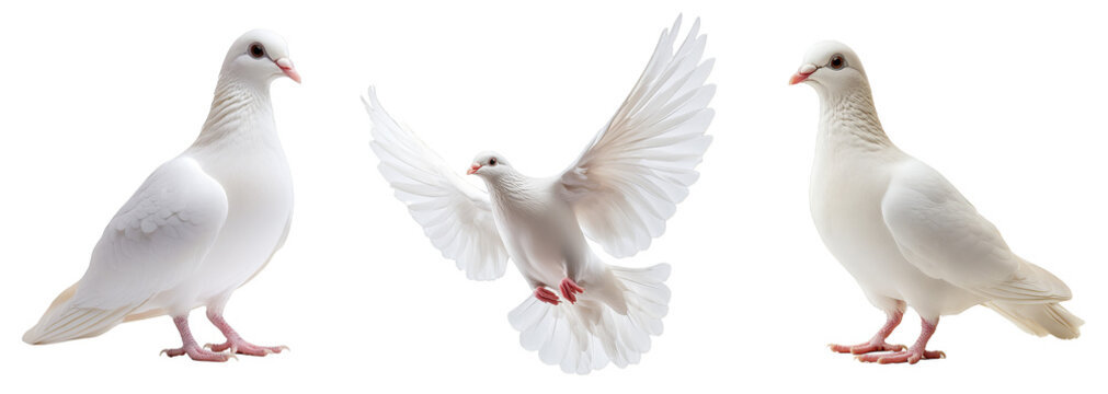 White doves in various poses, symbol of peace and freedom, transparent background